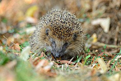 虚拟主播软件《NekoDice》登陆Steam：超低占用、内置多人联动系统